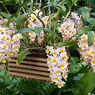 Татьяна Орхидеи